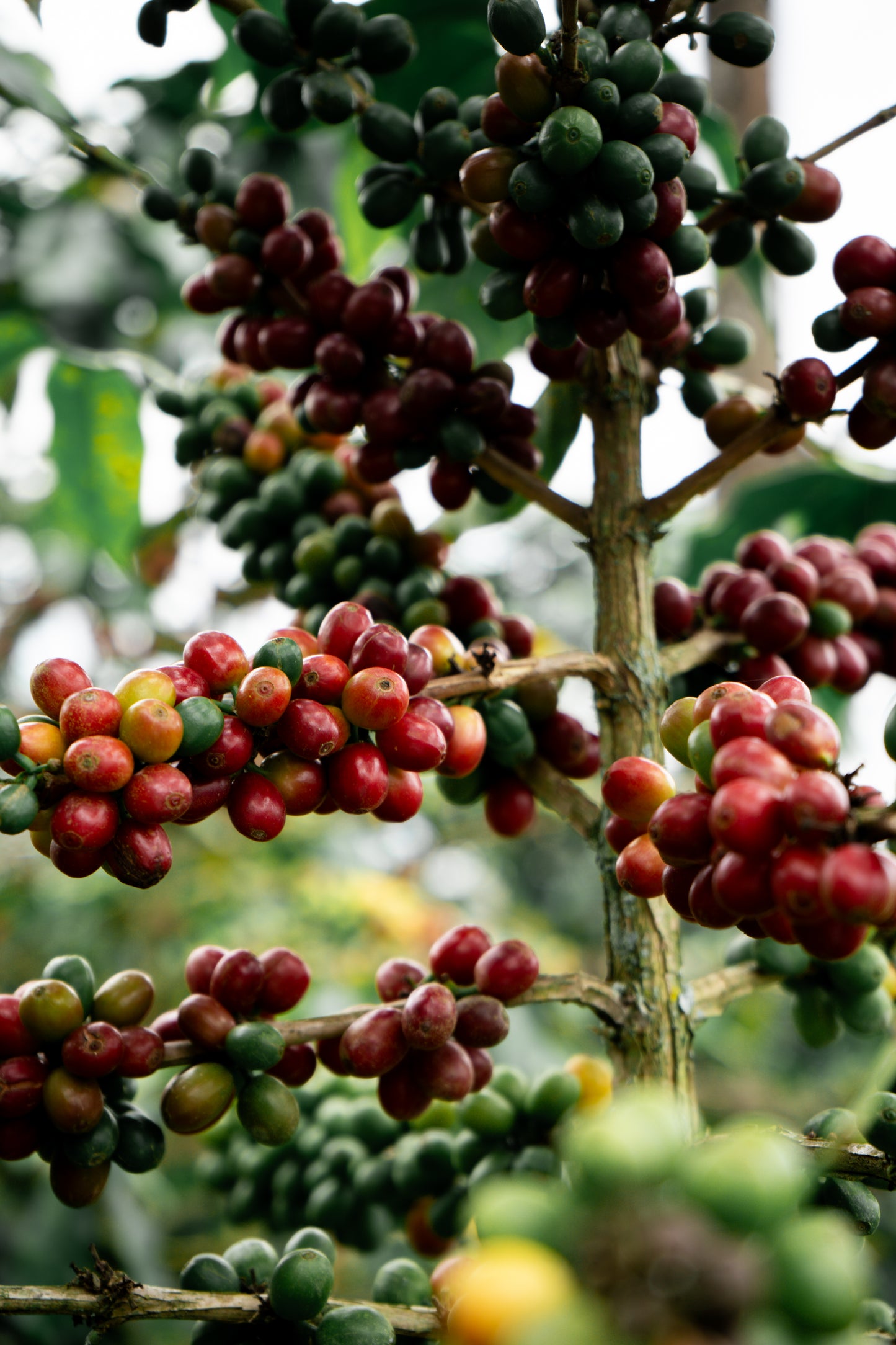 Colombia | Sebastian Ramirez Pink Bourbon