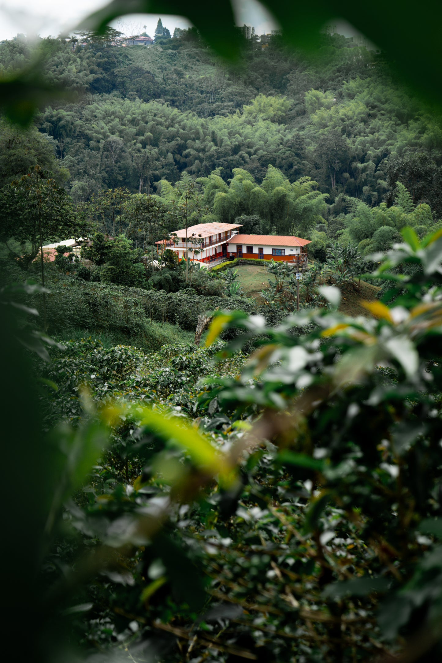 Colombia | Sebastian Ramirez Pink Bourbon