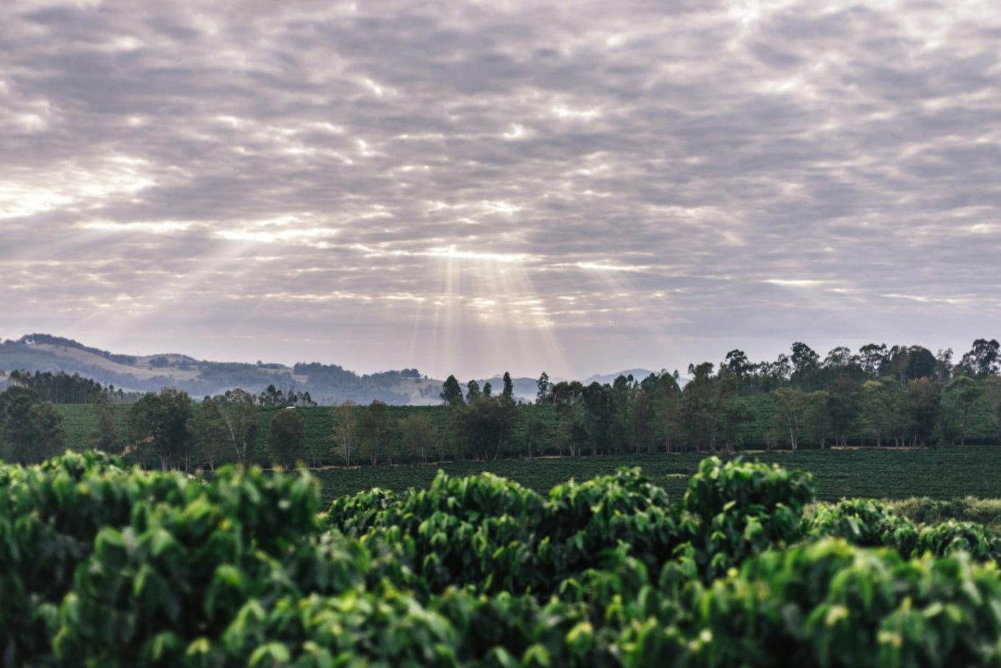 Ascent | Brazil - Mayfly Coffee