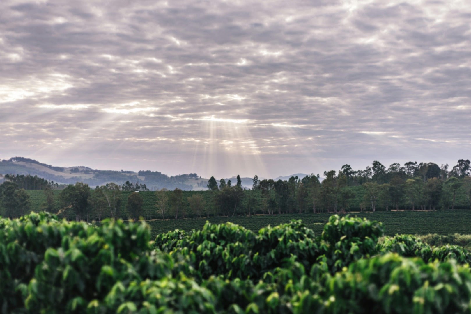 Ascent | Brazil - Mayfly Coffee