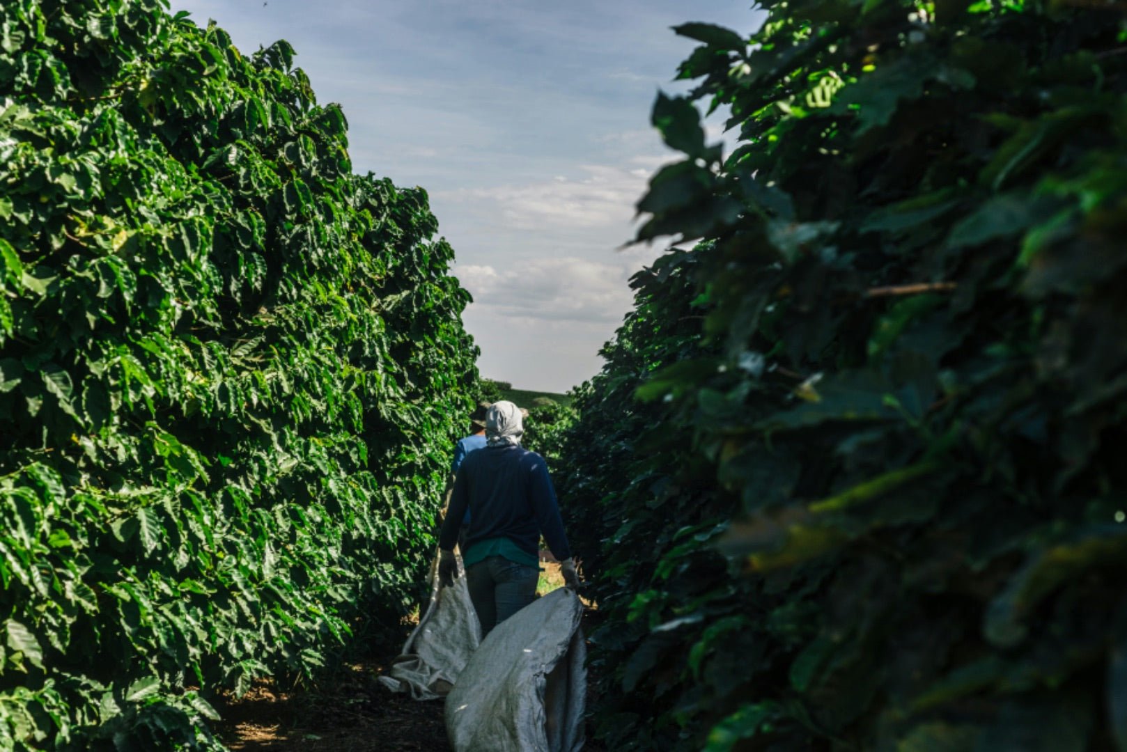 Ascent | Brazil - Mayfly Coffee